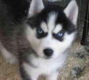 Three Blue Eyes Siberian Husky Puppies for free Adoption.