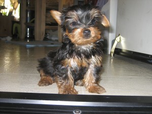 Healthy Teacup Yorkshire Terrier Puppies