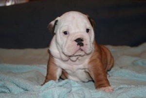 lovely english bulldog puppy for rehome