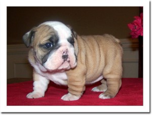 Cute Home raised Bulldog puppies ready to meet new Home.