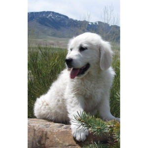 Charming Golden Retriever puppies for you