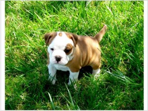 english bulldog pups