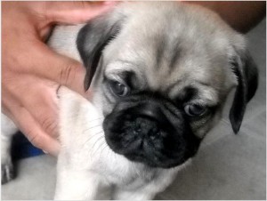 Pug Puppies for adoption