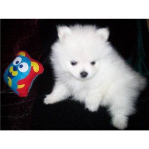 Gorgeous Pomeranian Puppies for adoption