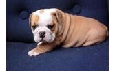 Our English Bulldog Puppies