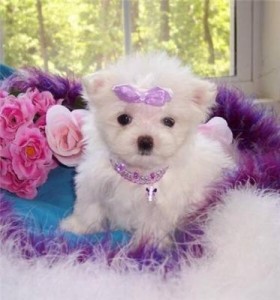 Extra Charming Top Quality Male and Female Tea-cup Maltese Puppies For Adoption in a Good Home Now .