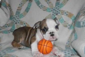 lovely english bulldog puppy for rehome