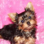 Male and female  yorkie puppies available for adoption