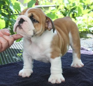 well trained english bulldog puppies for sale