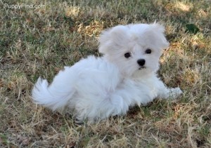 Maltese Puppies for Adoption