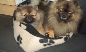 Pomeranian Puppies for Adoption