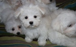 Wonderful And Charming Male and Female Maltese puppies