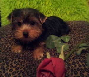 male and female Yorkshire Terrier  puppies for Adoption