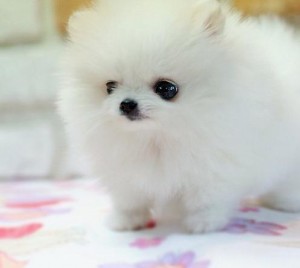 AKC registered Pomeranian Puppies Sale/Adoption