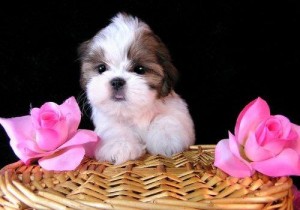 Nice and adorable Shih Tzu puppies Available