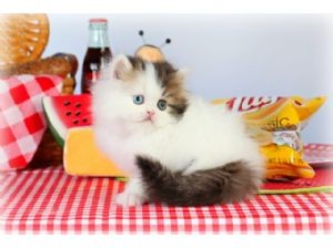 2 month persian kitten