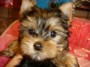 cute yorkie puppies ready