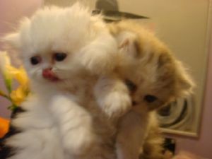 2 Persian kittens