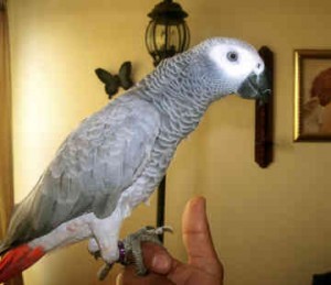 africa grey parrot for adoption