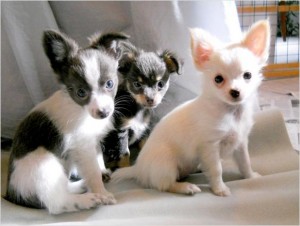 Lovely Cute looking Teacup  Chihuahua puppies (12 weeks)