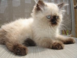 pure persian kitten from pure bloodline