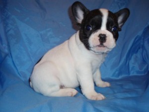 french bulldog puppies for adoption