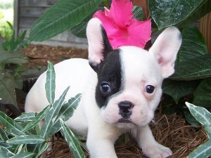 french bulldog puppies for adoption