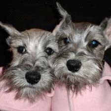 !!!!!Outstanding looking female and male miniature schnauzer for adoption!!!!!