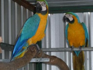 *****************i have two magnificent blue and gold macaw for re-homing***********