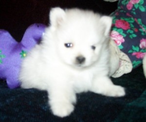 Female and Male Pomeranian Puppies for Sale