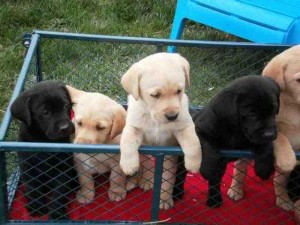 (Wonderful Labrador Retriever Puppies For Adoption - 11 Weeks Old )