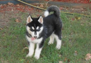 Female and Male Siberian Husky Puppies for Sale