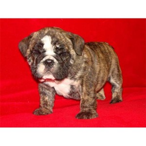 CHARMING AND AMAZING ENGLISH BULLDOG TERRIER PUPPIES FOR NEW FAMILY HOME ADOPTION