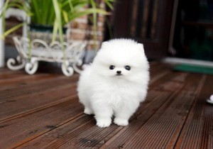 Teacup Pomeranian Puppies Avaialble