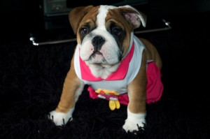 english bulldog puppies