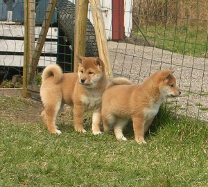 Extra-Gorgeous Shiba Inu Puppies Available