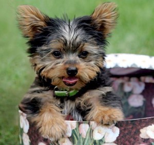 CUTTY MALE AND FEMALE YORKIE PUPPIES READY TO GO TO ANY LOVABLE FAMILY !!!!ASAP!!!!