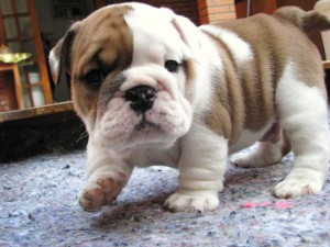 Lovely English Bulldogs for adoption.