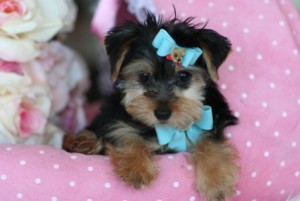 Two cute an lovely yorkie puppies