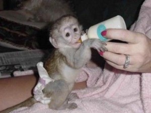 cute baby capuchin monkeys ready to go now