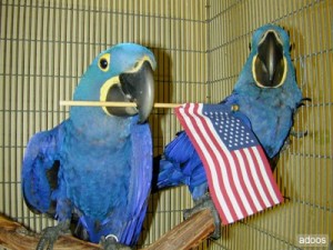 Cute and adorable hyacinth macaw parrots for free adoption