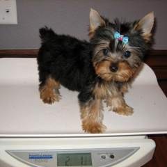 Charming Teacup Yorkie Puppies For Your Home