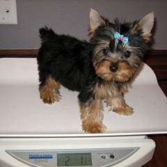 Free Male and Female Teacup Yorkie Puppies For Adoption