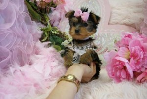 sweet and wonderful Yorkie pupies for adoption