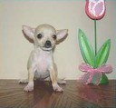 Vaccinated~Top Ready Chihuahua Puppies For Sale