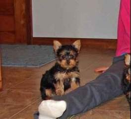 AKC Register Teacup Yorkie Puppies For Free Adoption