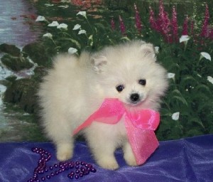 fantastic Pomeranian puppies for new home