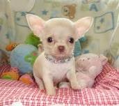 Male/female chihuahua Puppies Ready!!