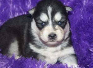 Akc Blue Eyes Siberian Husky Puppies!