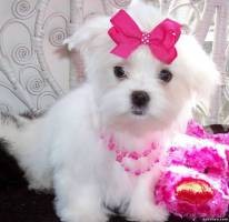 Male and female Maltese Teacup puppies for good homes